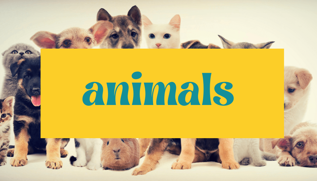 animals